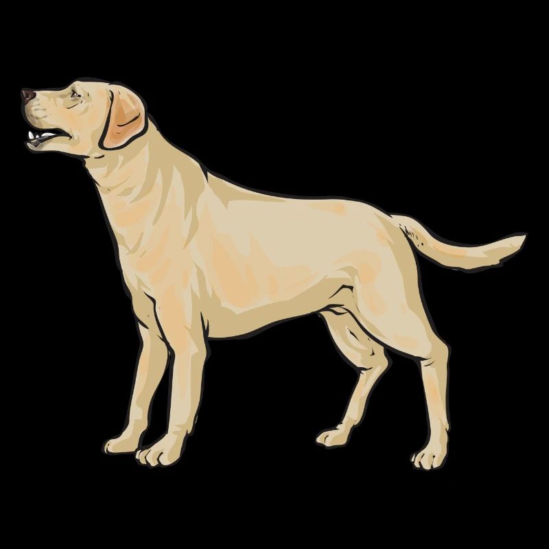 Yellow Labrador Retriever