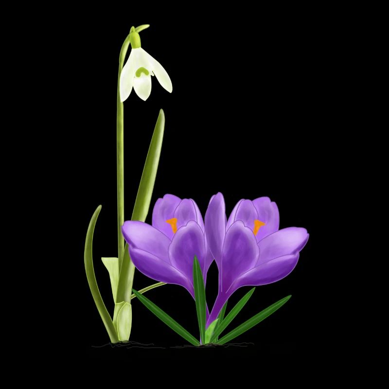 Snowdrops and crocuses, spring