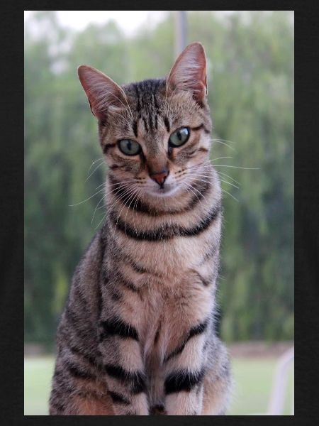 Cat Kitten
