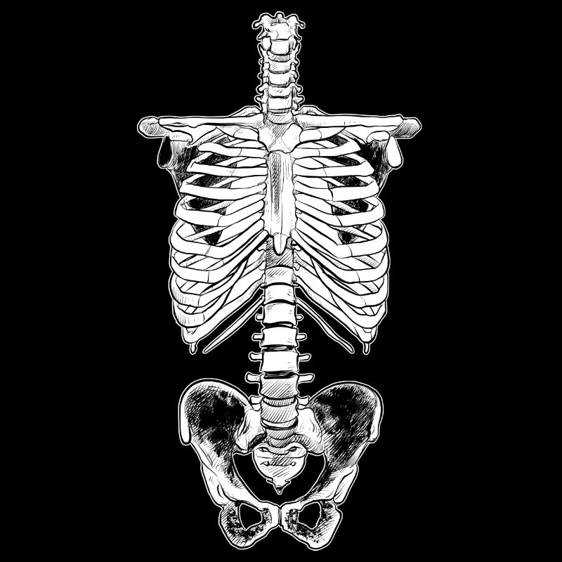 Skeletal ribcage bone anatomy