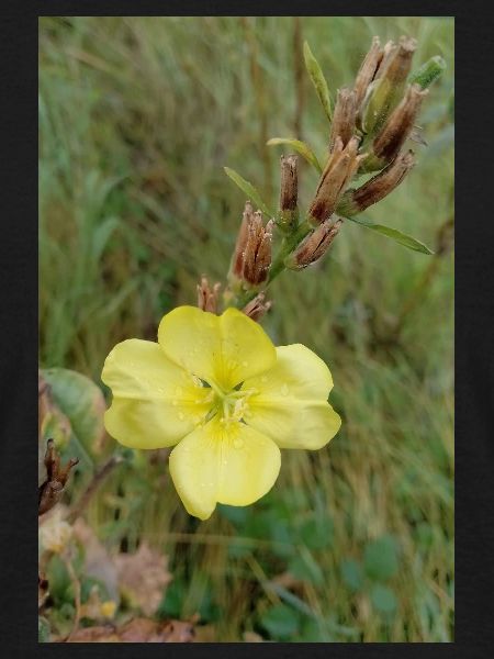 Good Morning Yellow Evening Primrose