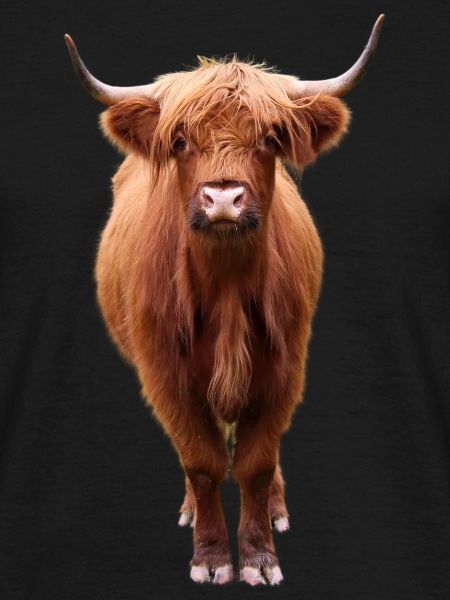Scottish Highland cattle