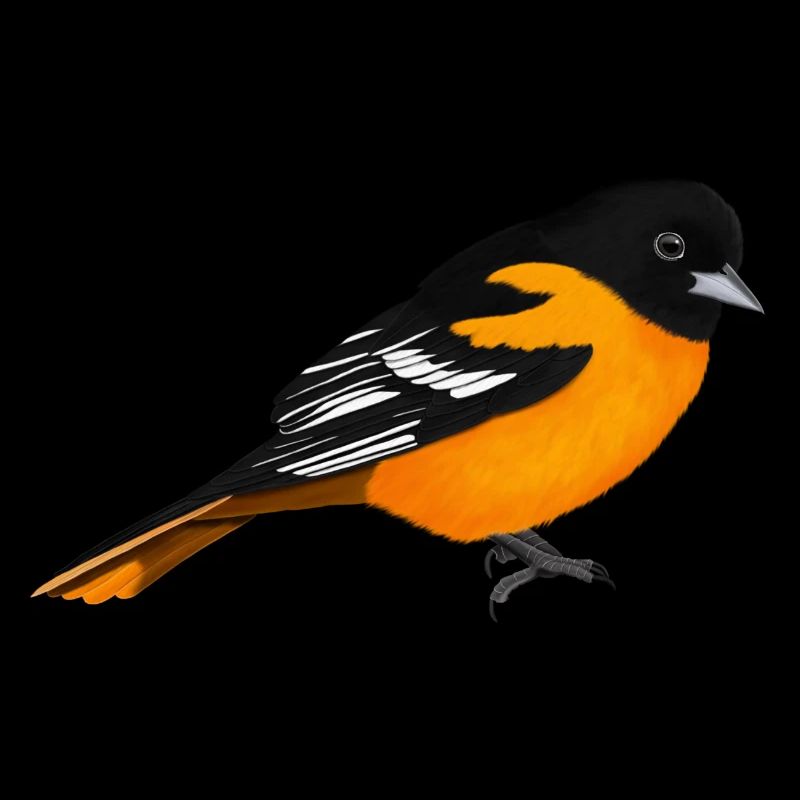 Oriole bird biologist ornithologist animal