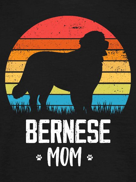 Bernese Mountain Dog