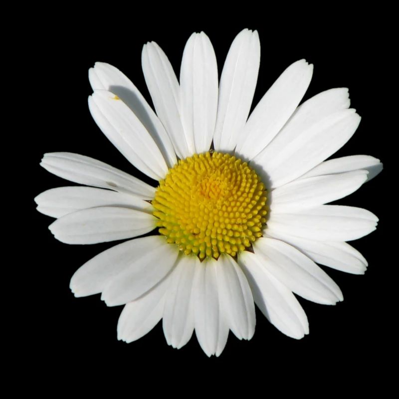 Margerite