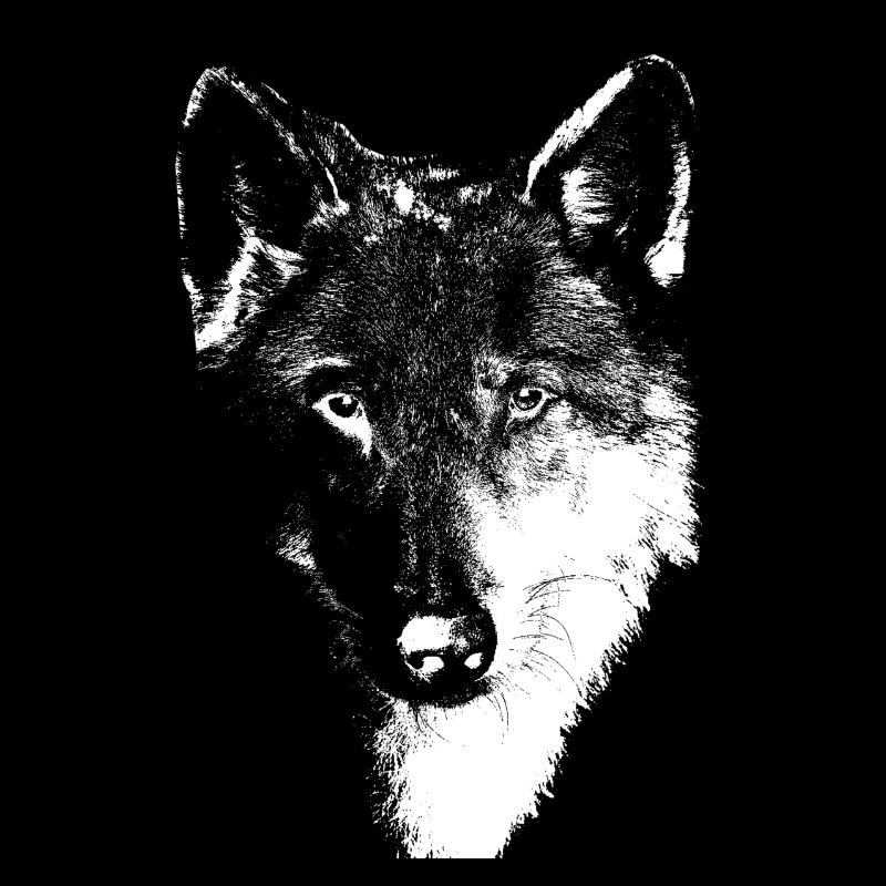Loup blanc