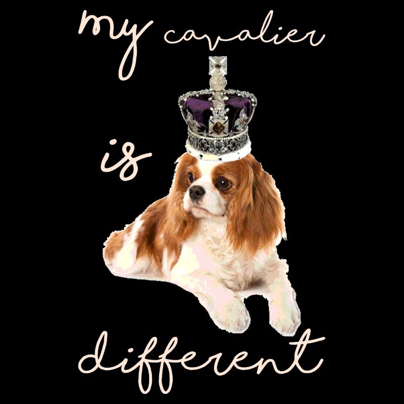mon cavalier est différent