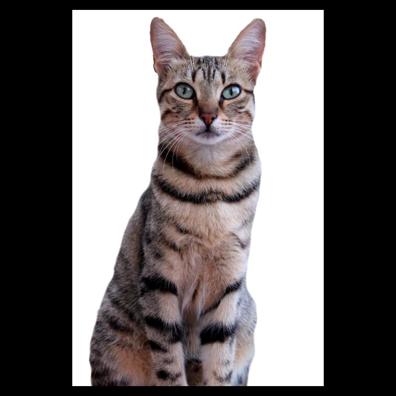 Cat Kitten