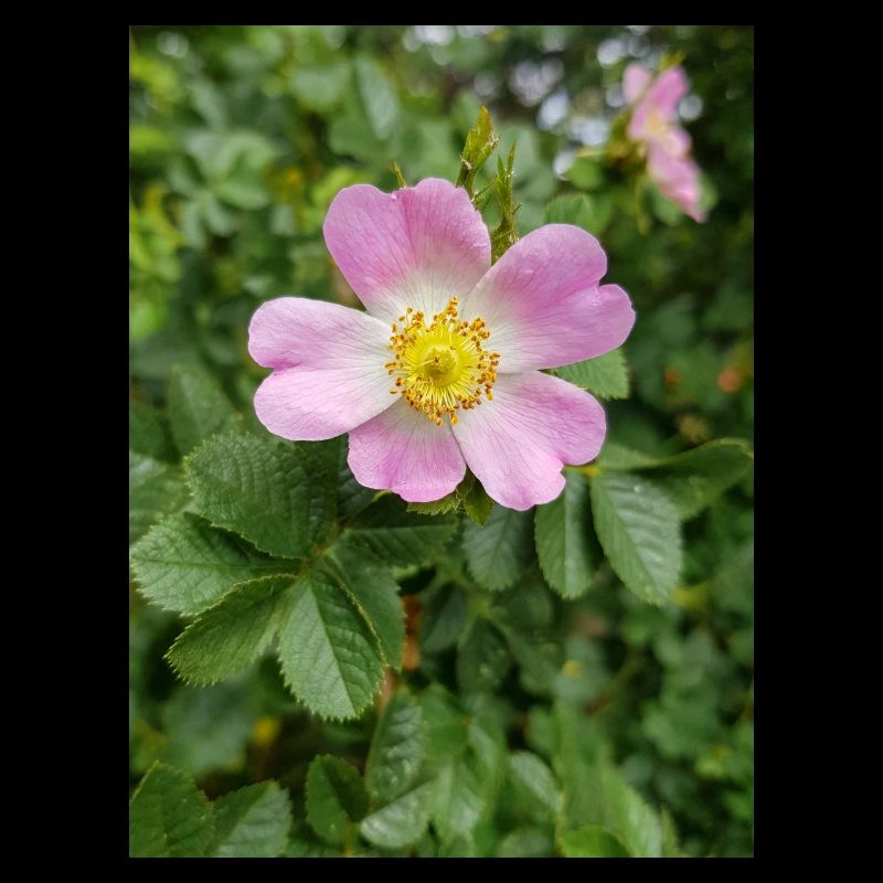 sweet briar also eglantine rose Weinrose