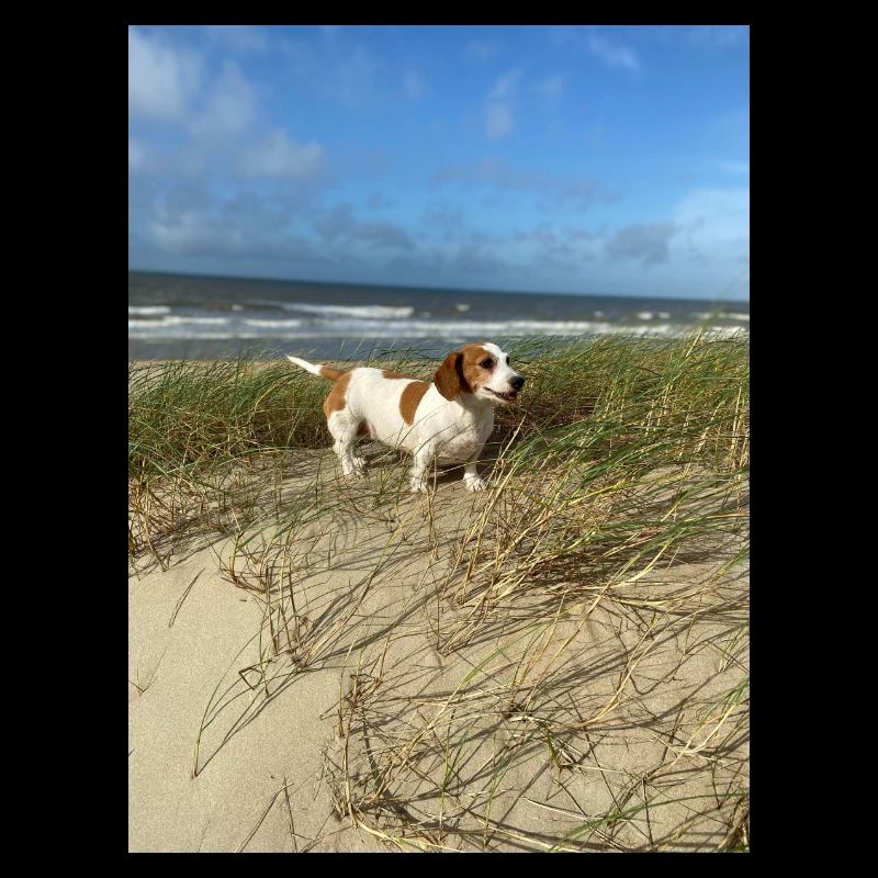 Molly the Dackel