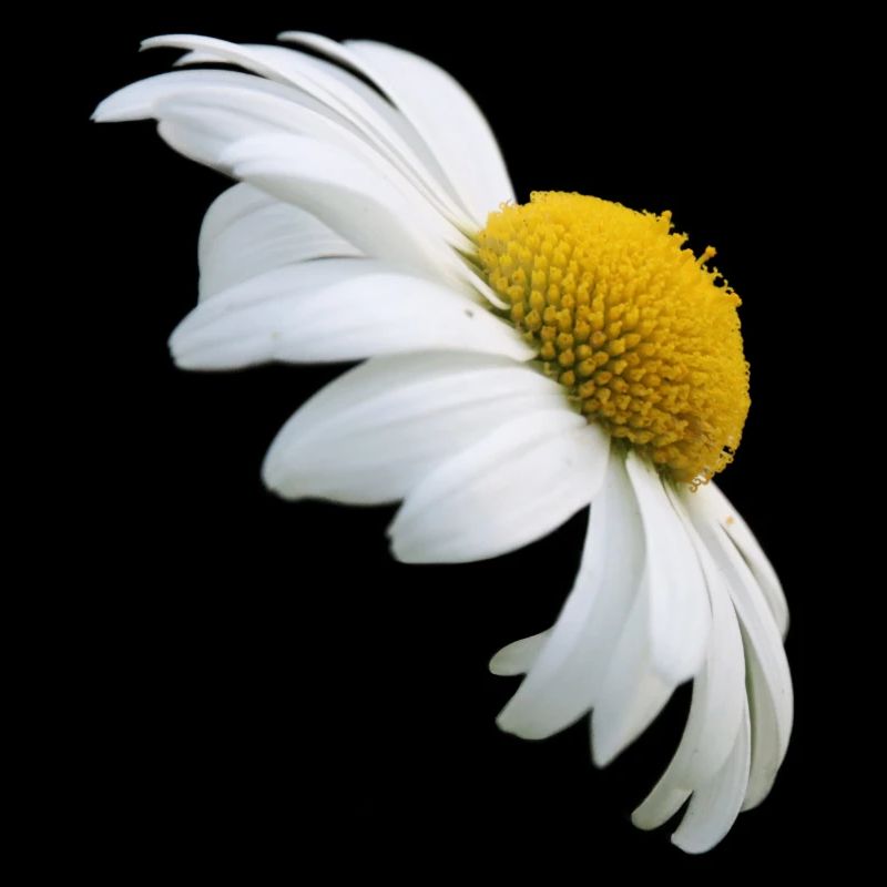 Marguerite fleur blanche Fleur d’oie