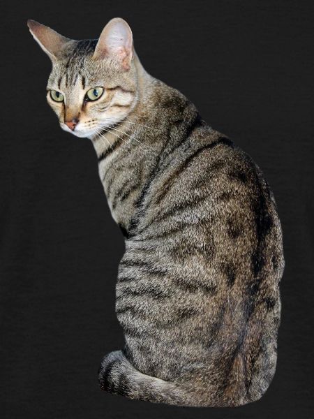 Cat, Kitten, Tiger Cat