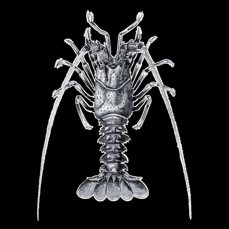 Langouste