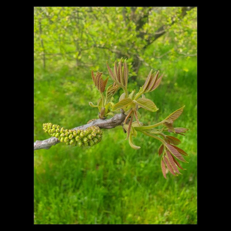Persian walnut also common walnut Juglans regia