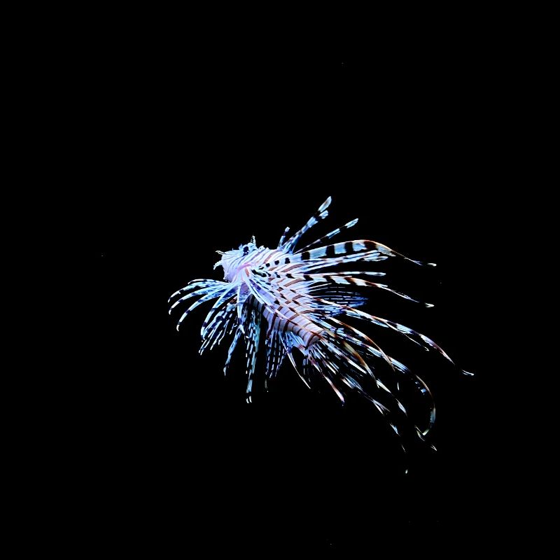 A lionfish on a black background