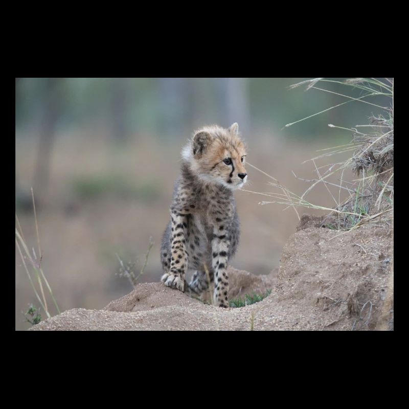 Young cheetah