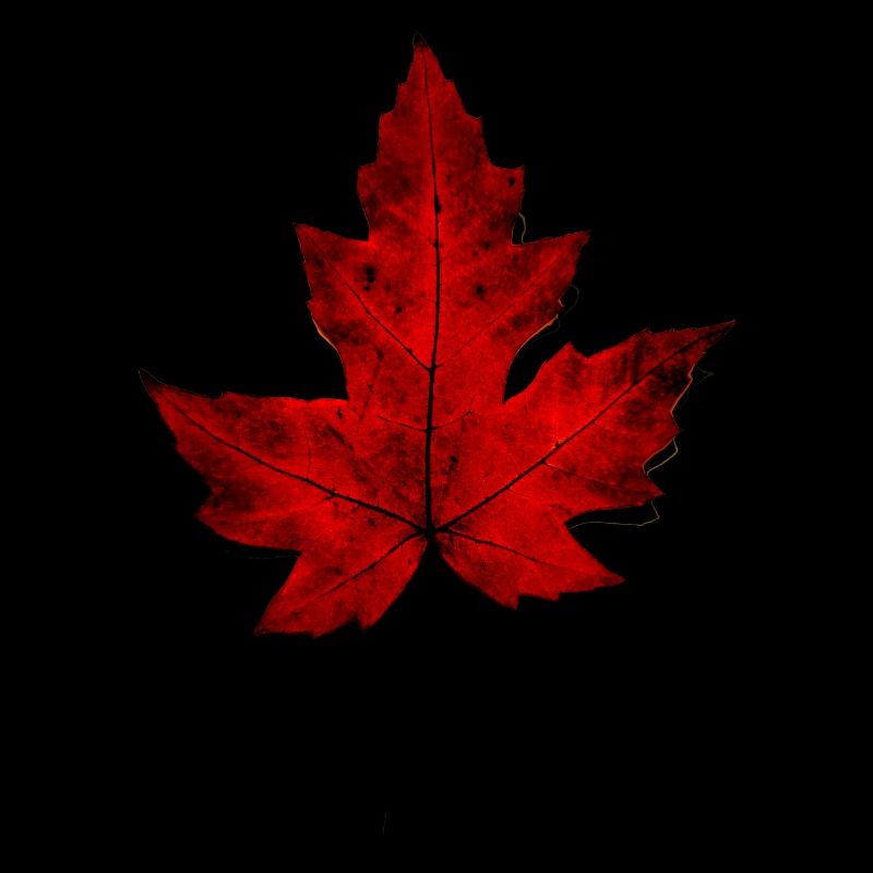 Autumn Leaf