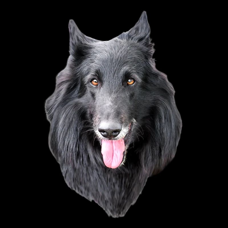 Belgian Shepherd Groenendael