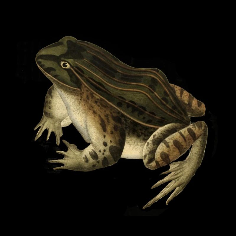 frog toad toad frog illustration drawing vintage