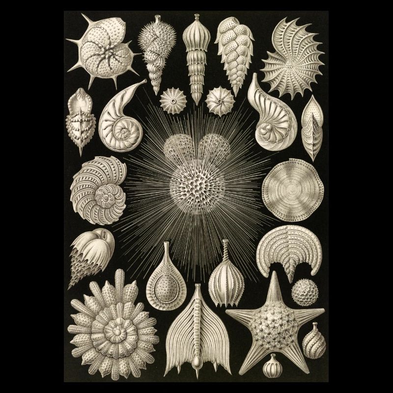 Ernst Haeckel -Thalamophora