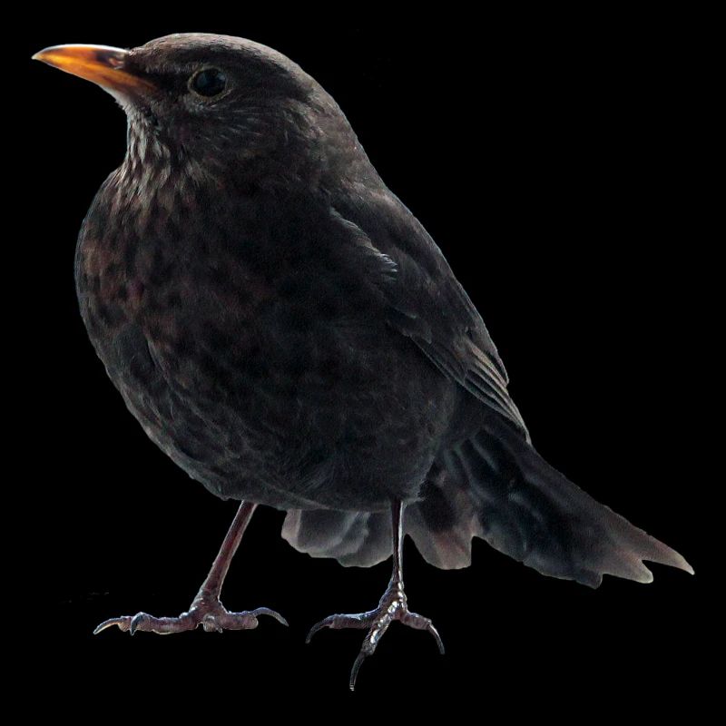 Gaz Blackbird