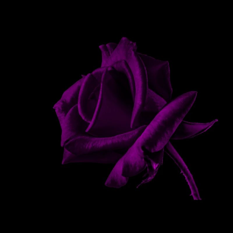 Rose flower