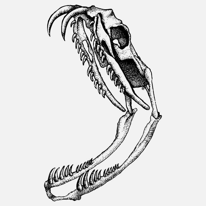 Snake Skull