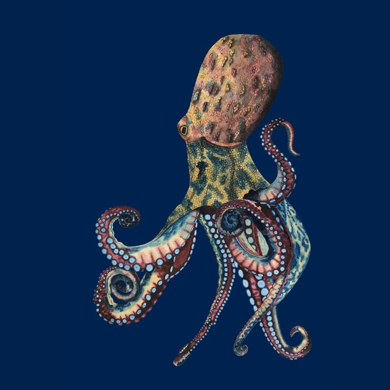 Octopus Squid