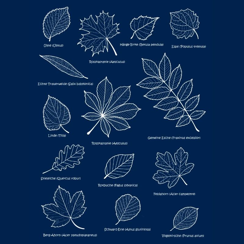 Feuilles, feuillage, arbre à feuilles caduques, feuille, arbre à base de plantes