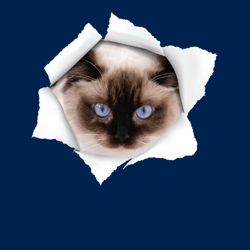 Nice Cat Torn - Ragdoll Cat