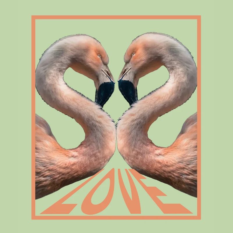 Flamingo-Liebe