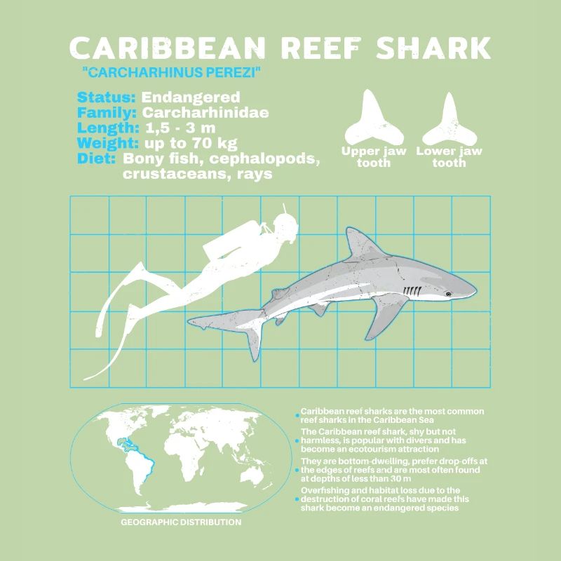 Caribbean Reef Shark Datasheet