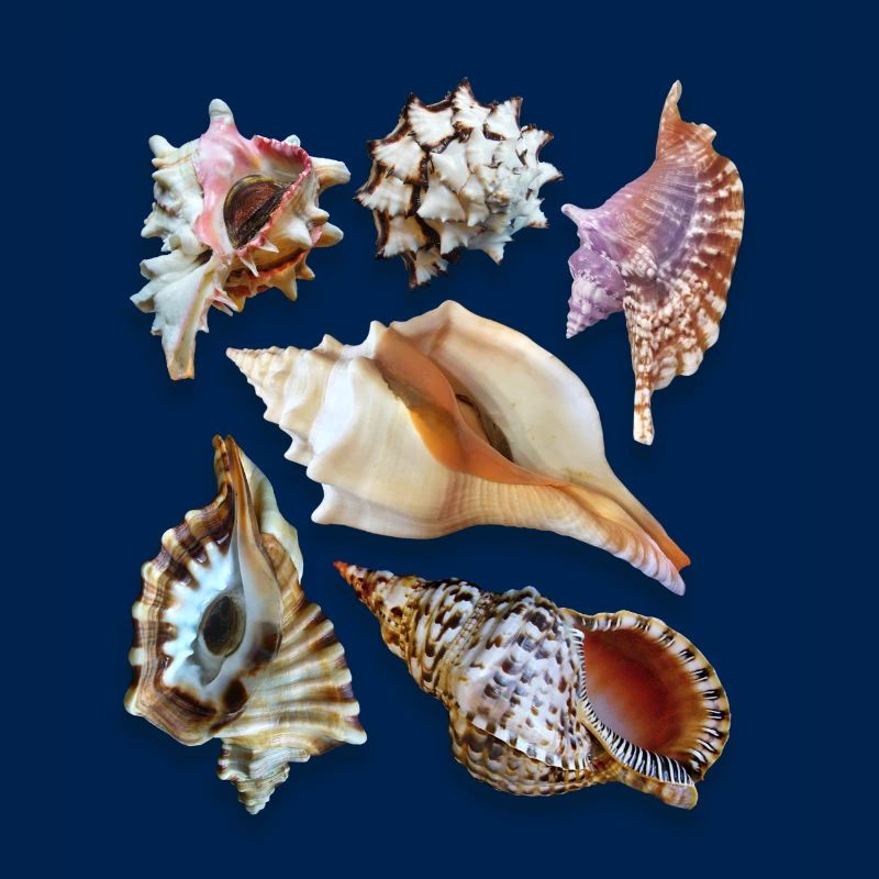 magnificent shells, Sea Shells, Beach