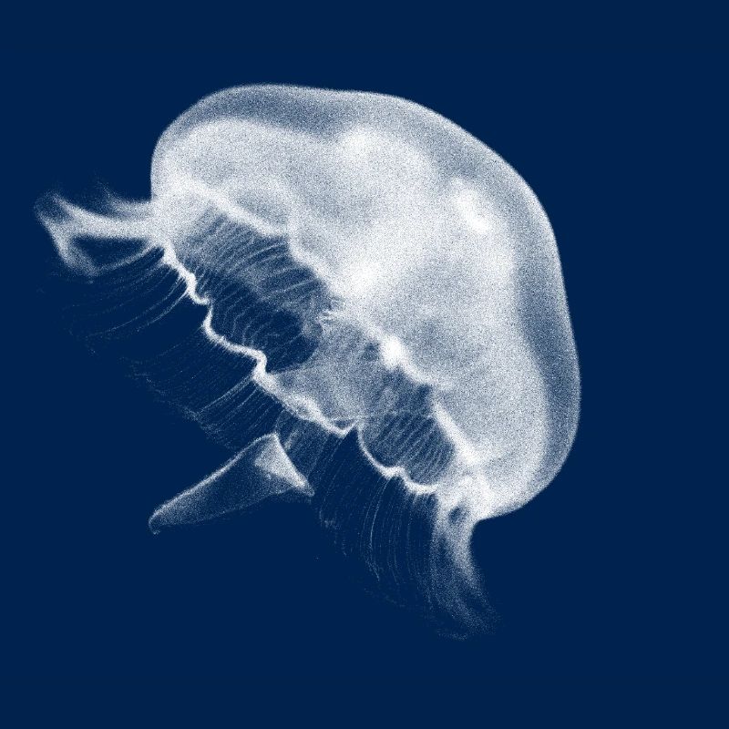 jellyfish