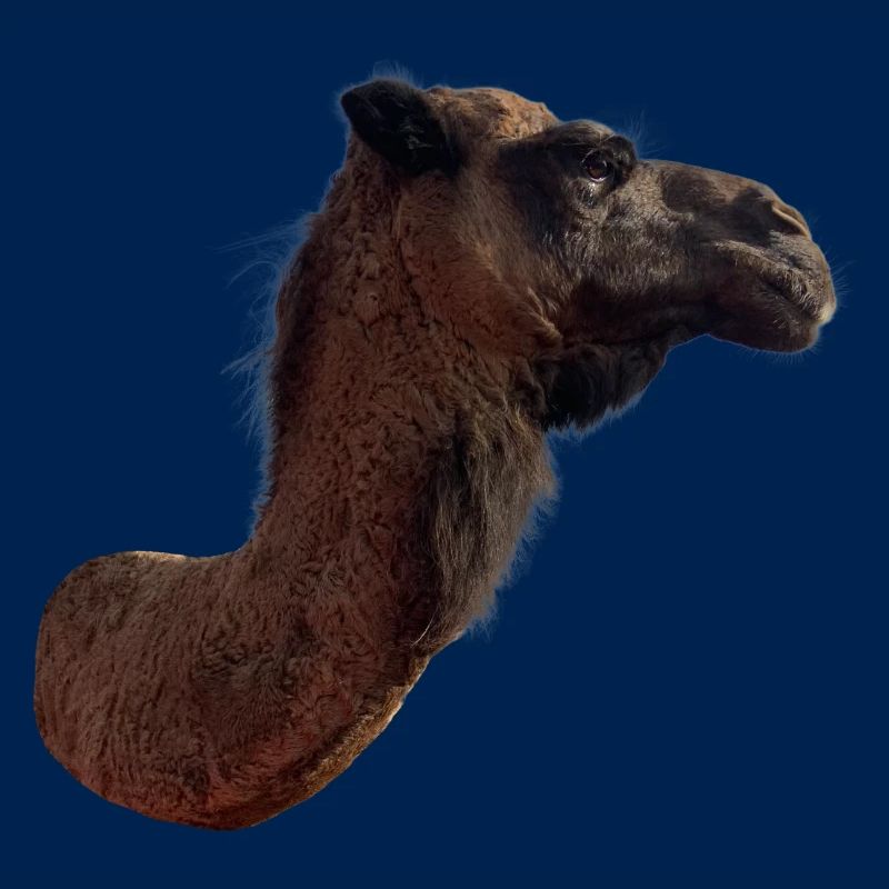 Kamel