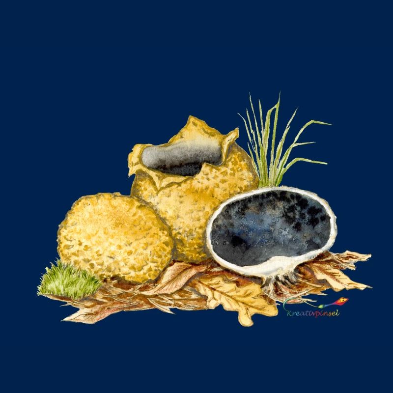 Potato bovist (Scleroderma citrinum)