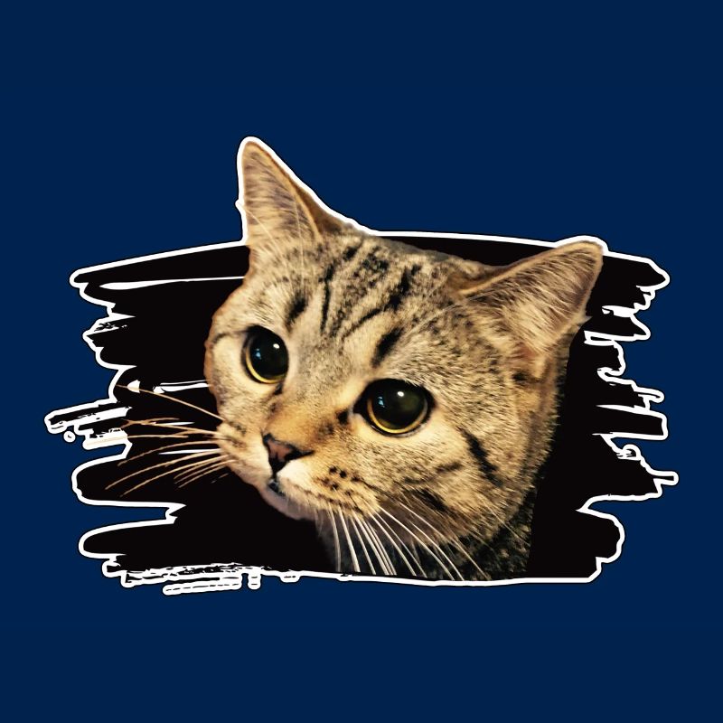 Bkh katze
