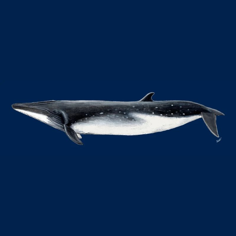 Bryde - Bryde baleine - rorqual tropical