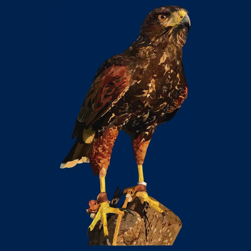 Reddish-reddish hawk