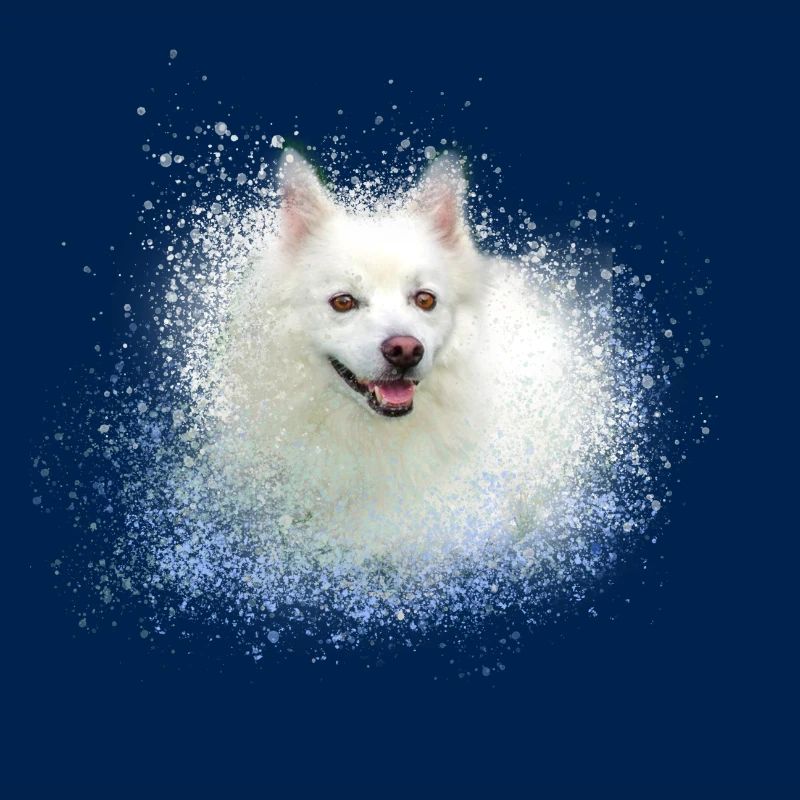 spitz,hund,graffiti,malerei,zwergpsitz