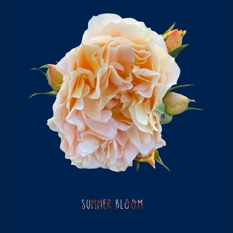 Summer Bloom2