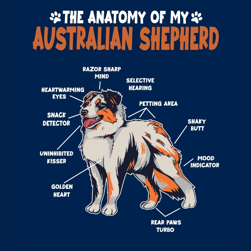 Australian Shepherd Aussie Anatomie Aussie