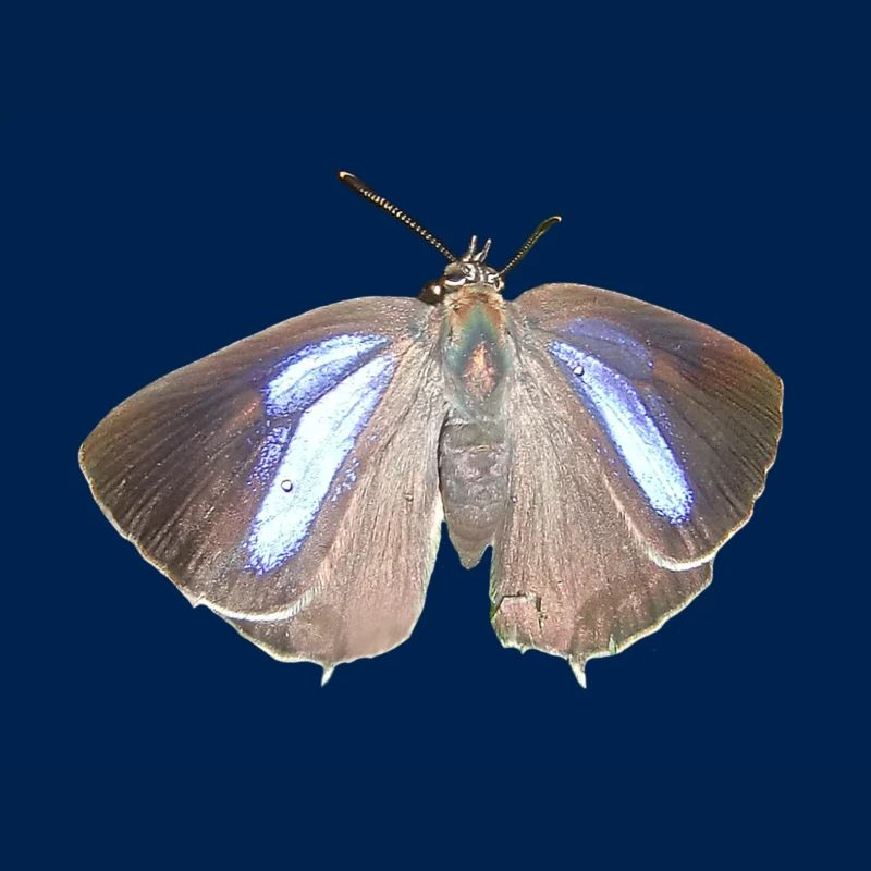 Blauer Eichen-Zipfelfalter
