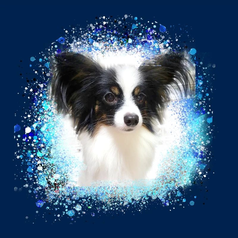papillon,chien,spitz,zwergspitz,pompon