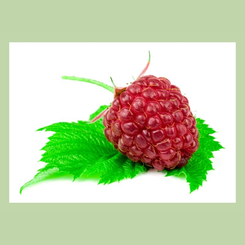 Himbeere. raspberry
