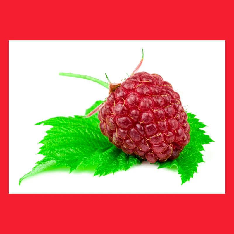 Himbeere. raspberry