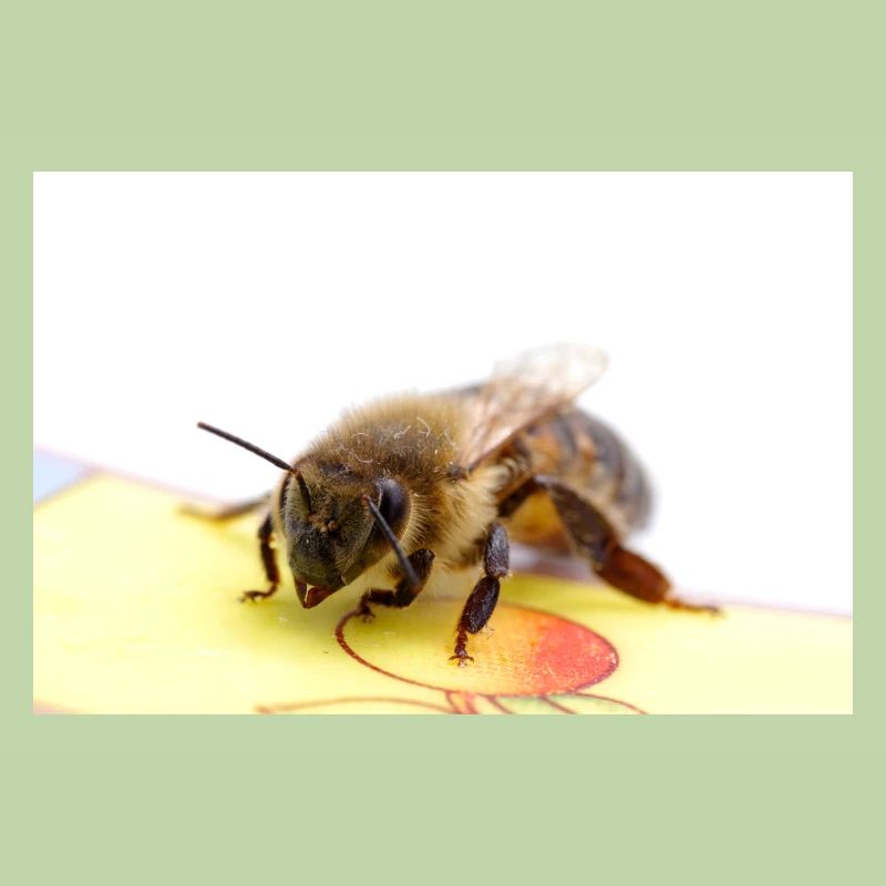 Image d’abeille