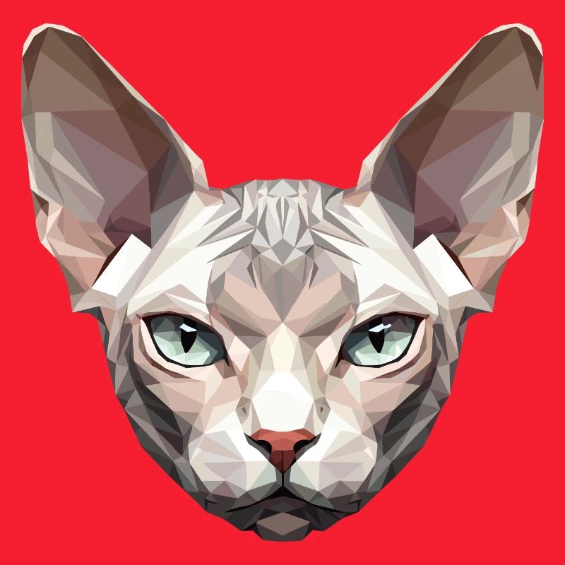 Sphynx Chat Sphynx Chat Chat Canadien Sphinx mignon