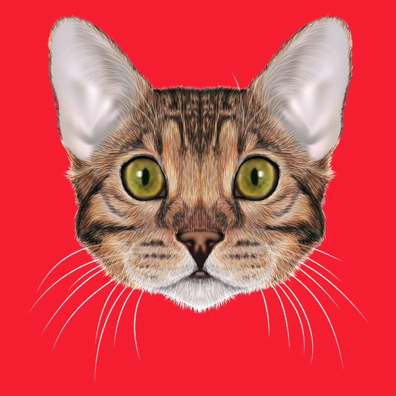 Chat du Bengale