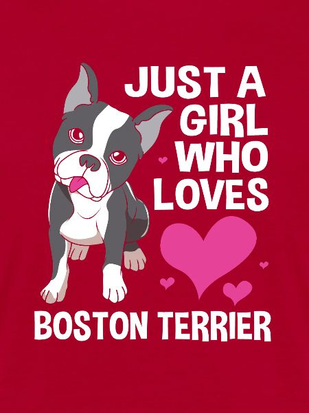 Boston Terrier